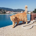 cat waiting for fisherman in lefkada
