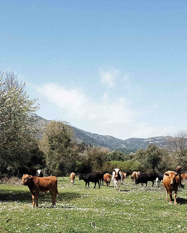 cows in lefkada greece