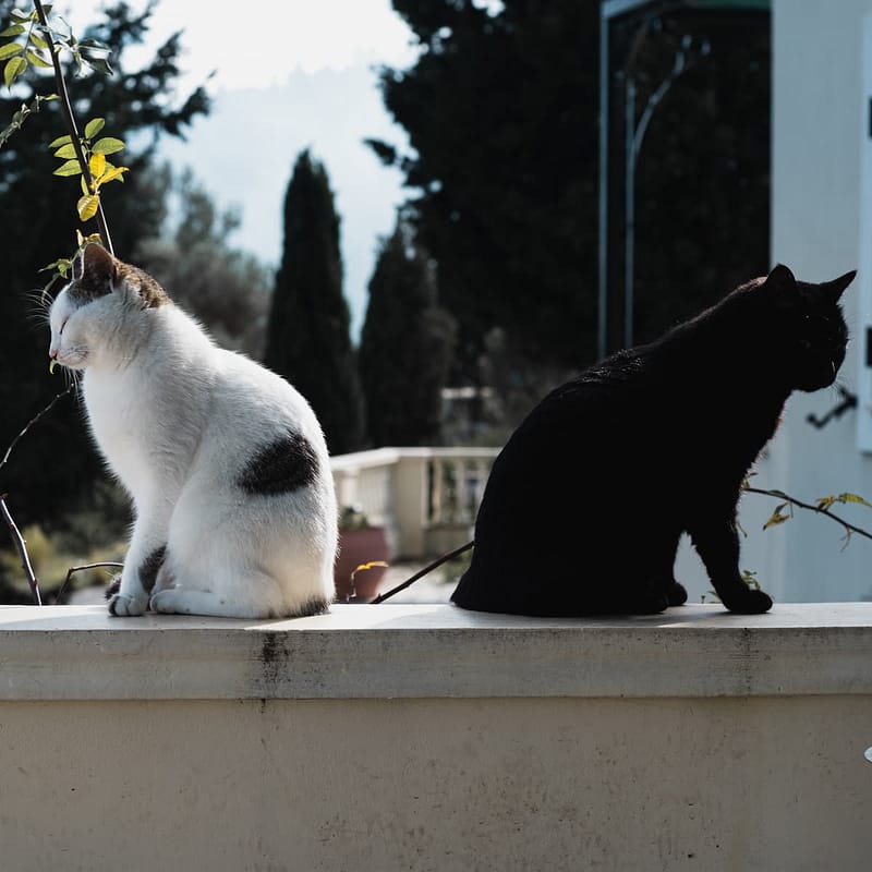 greek cats