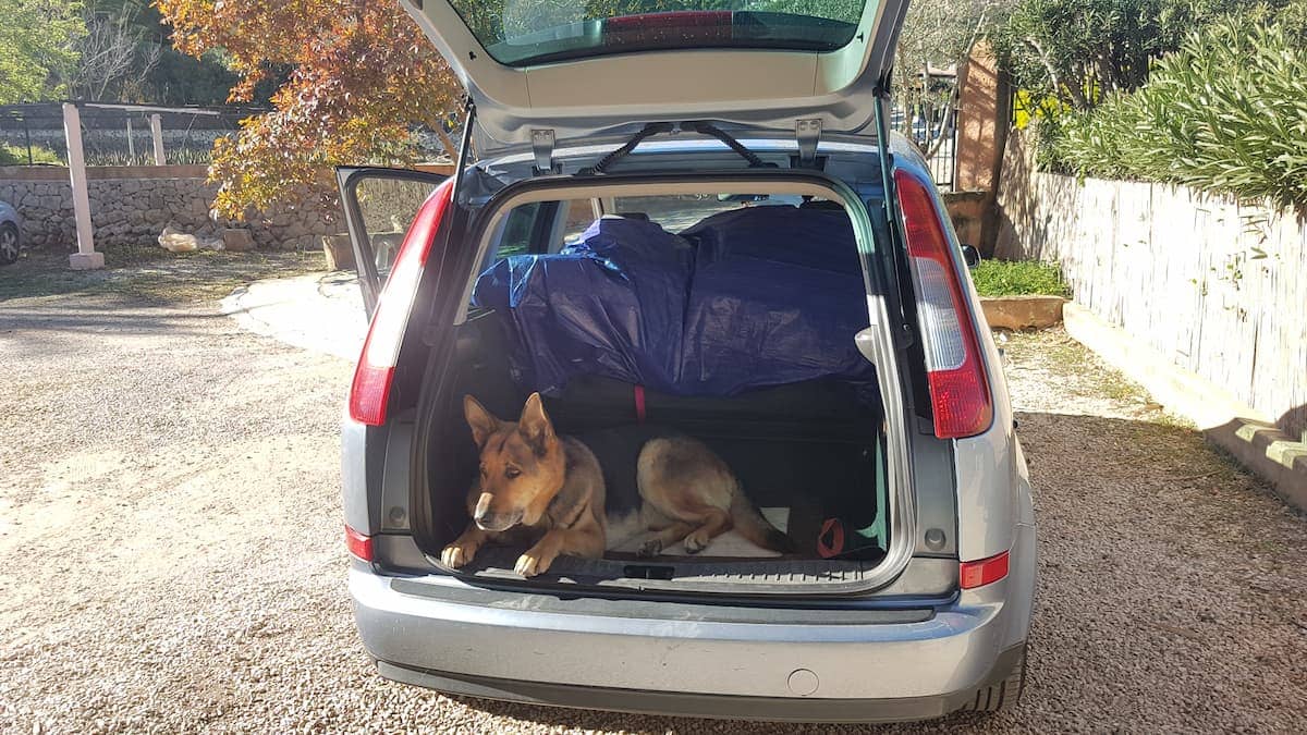 german shepherd travelling by car