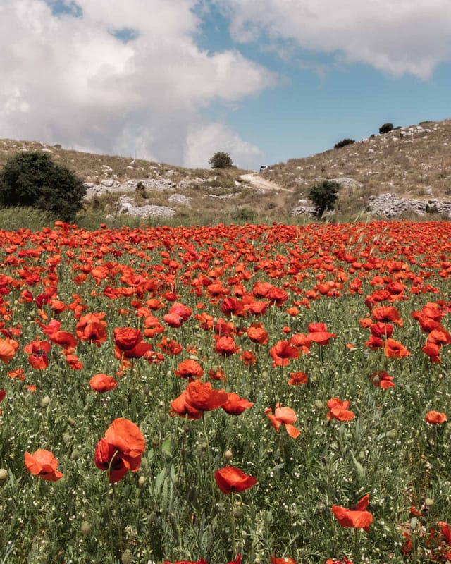 poppy flowers in lefkada