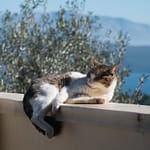 cat laying in the sun on a greek island